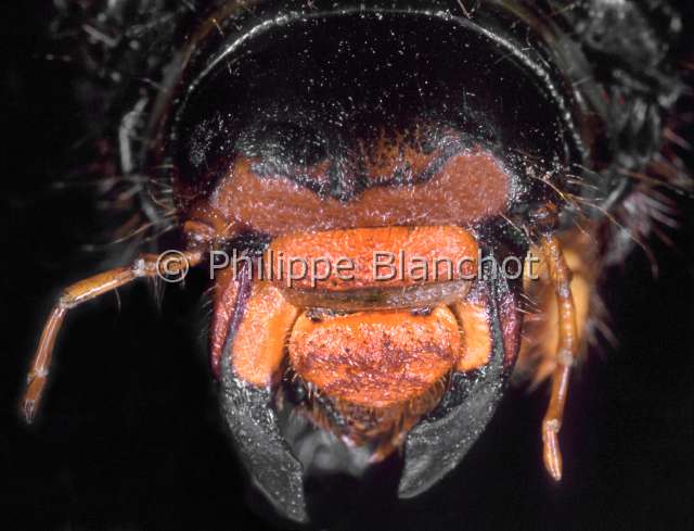 Hanneton larve.JPG - in "Portraits d'insectes" ed. SeuilMelolontha melolonthaHanneton communVers blancCockchaferColeopteraMelolonthidaeFrance